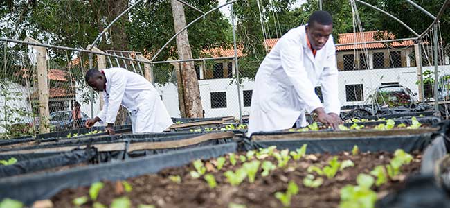 knust agriculture