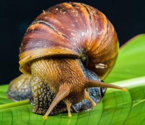 How To Start A Profitable Snail Farming Business In Ghana.