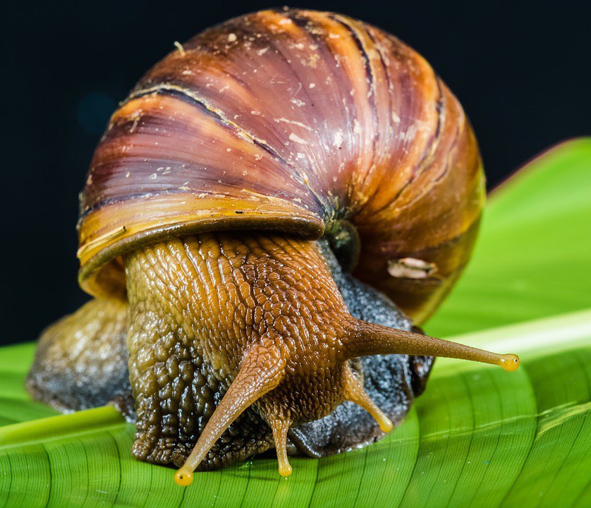 How To Start A Profitable Snail Farming Business In Ghana Raph Sark