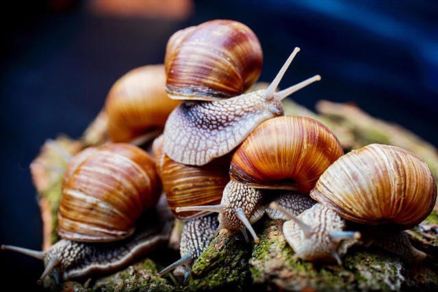 How To Start A Profitable Snail Farming Business In Ghana.